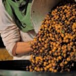 coffee harvest brazil