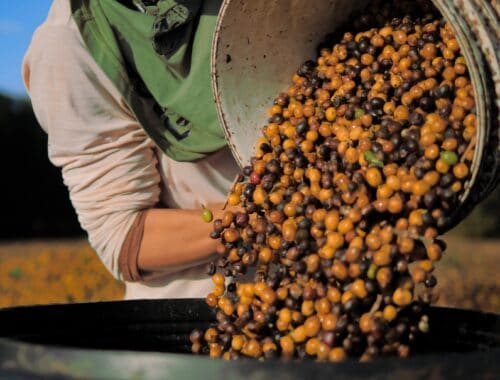 coffee harvest brazil, source: Shutterstock