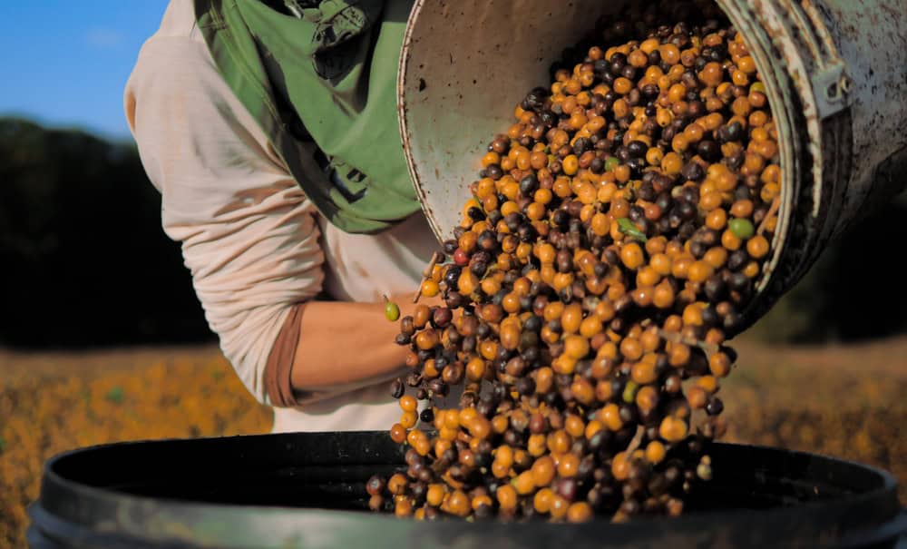 coffee harvest brazil