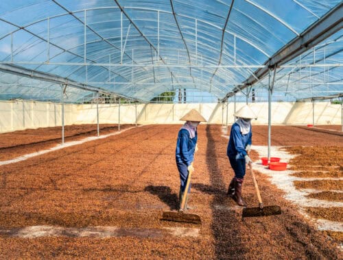 Vietnamese farmers drying coffee, source: Nguyen Quang Ngoc Tonkin / Shutterstock.com