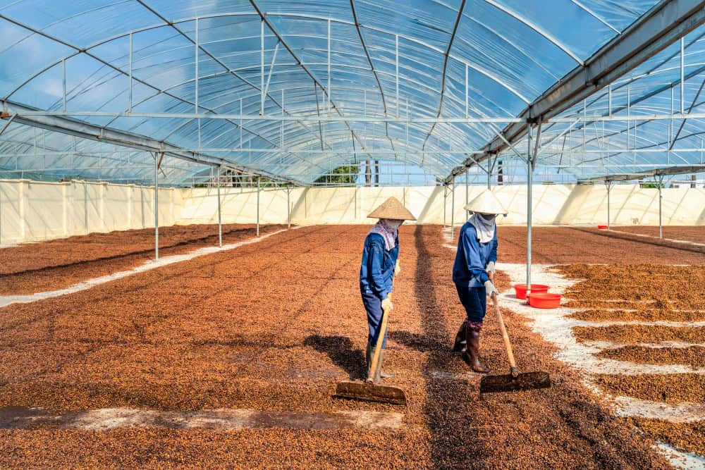 Vietnamese farmers drying coffee, source: Nguyen Quang Ngoc Tonkin / Shutterstock.com