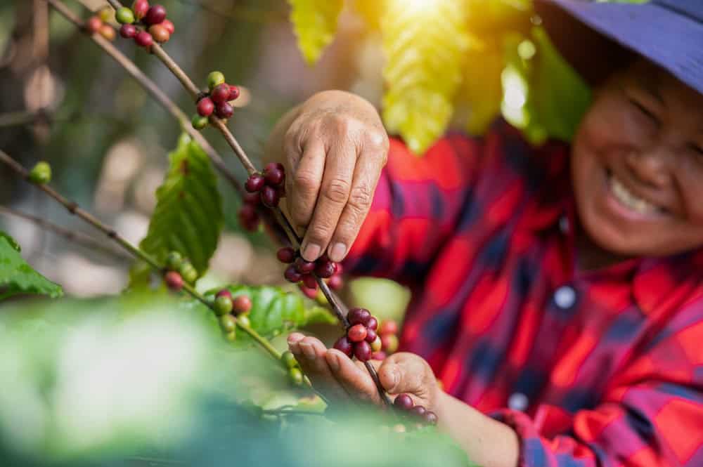 Vietnamese coffee farmer, source: Shutterstock
